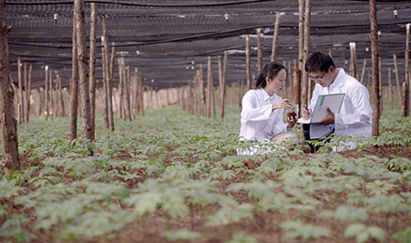 三七莳植基地